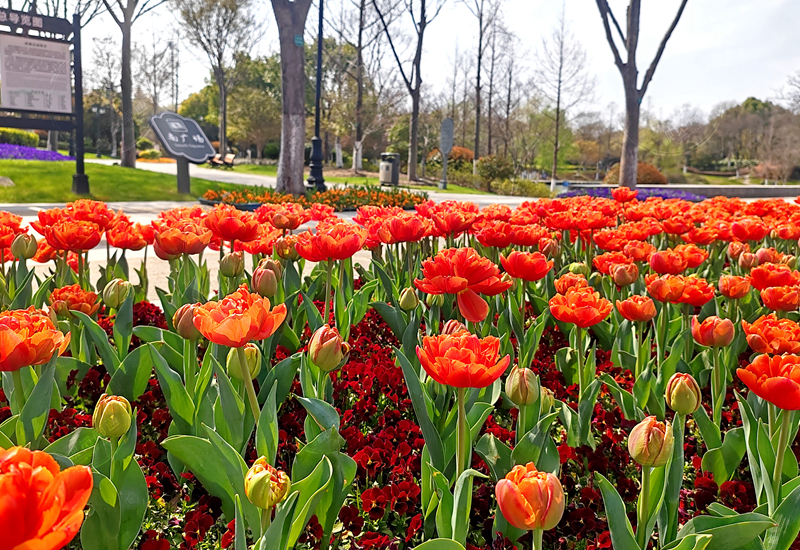 “妝點城市之春”，我市公園道路更新春季草花